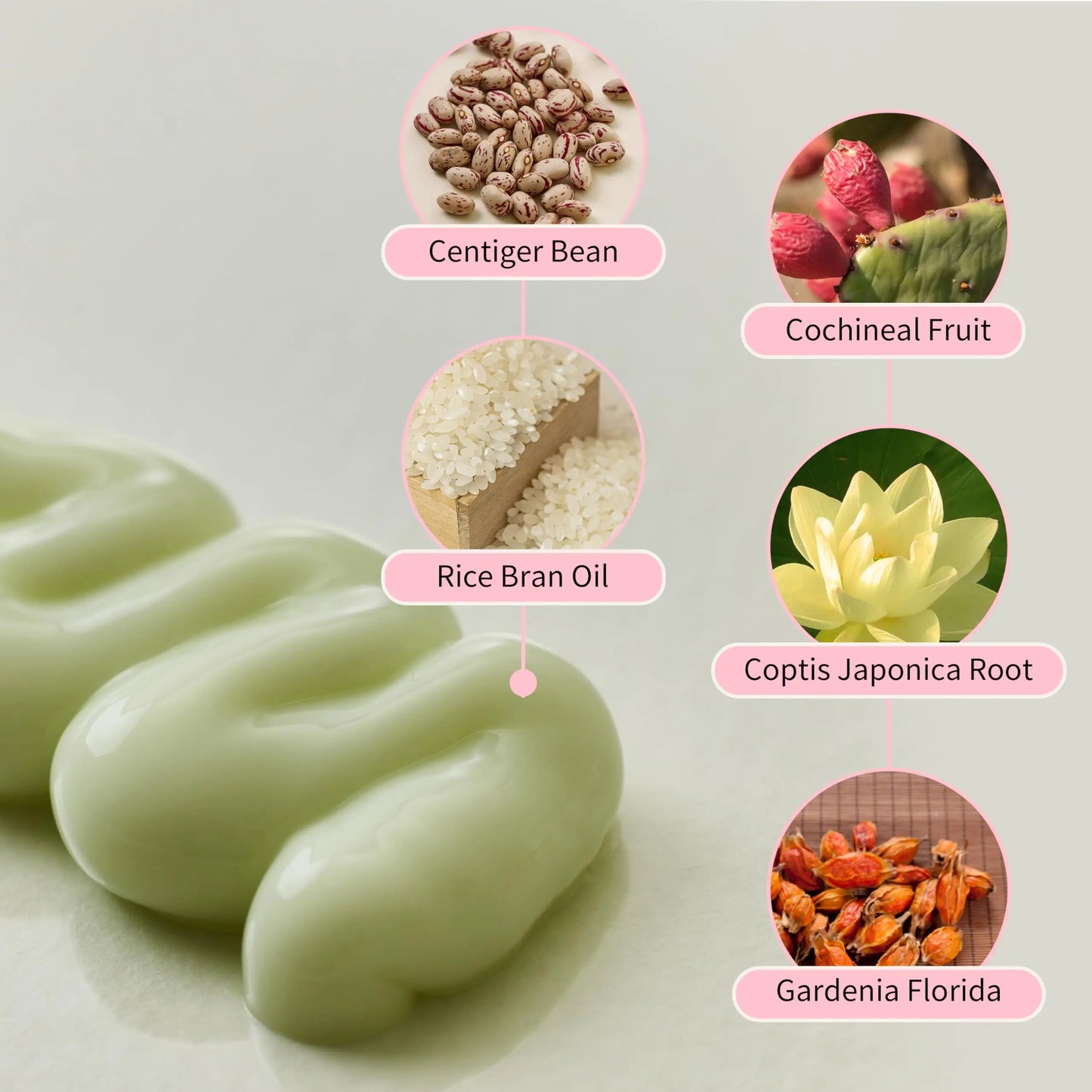 Close-up of creamy green Beauty of Joseon Jelloskin Massage Cream for Face and Body 200ml showing smooth texture with natural ingredients like Centiger Bean, Cochineal Fruit, Rice Bran Oil, Coptis Japonica Root, and Gardenia Florida.