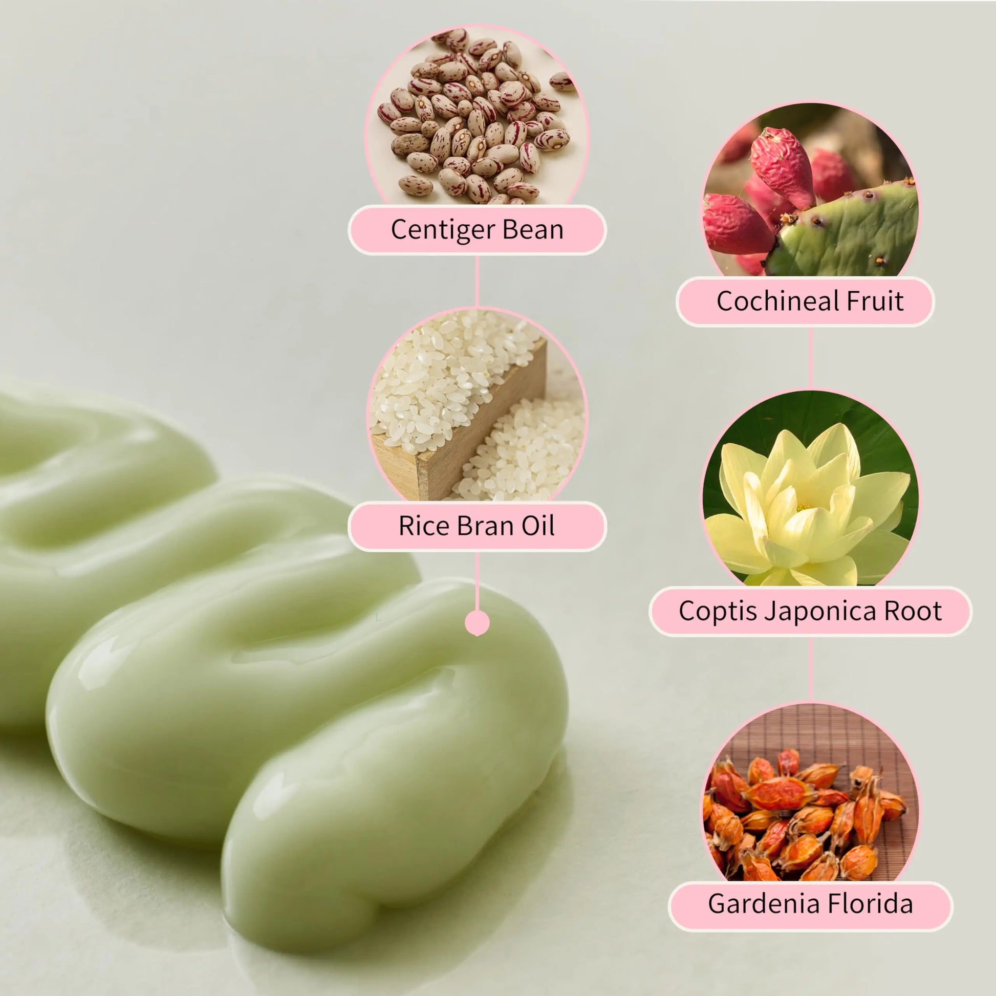Close-up of creamy green Beauty of Joseon Jelloskin Massage Cream for Face and Body 200ml showing smooth texture with natural ingredients like Centiger Bean, Cochineal Fruit, Rice Bran Oil, Coptis Japonica Root, and Gardenia Florida.