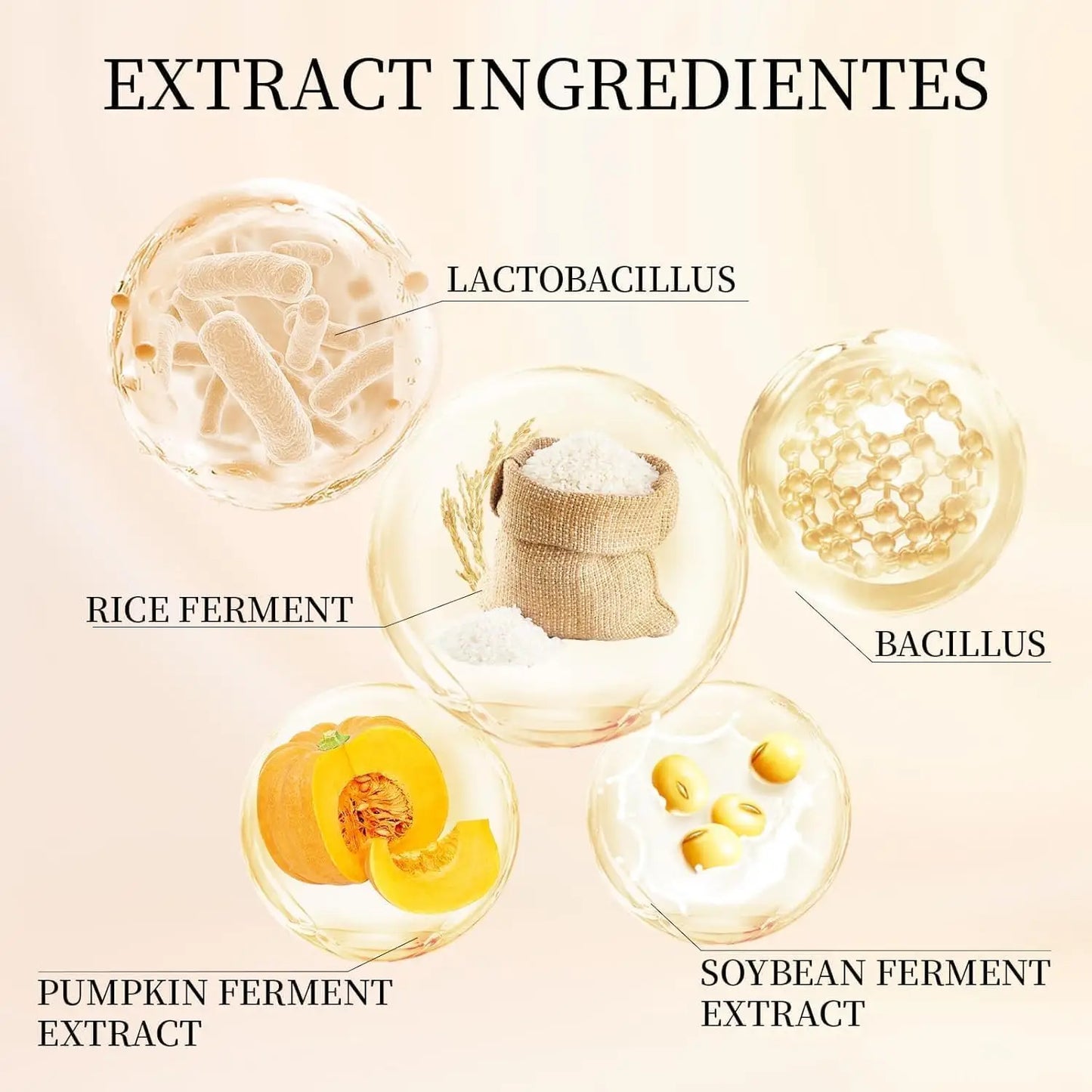 Extract ingredients for Beauty of Joseon Relief Sun : Rice + Probiotics 50ml (2pcs) highlighting lactobacillus, rice ferment, bacillus, pumpkin ferment extract, and soybean ferment extract.