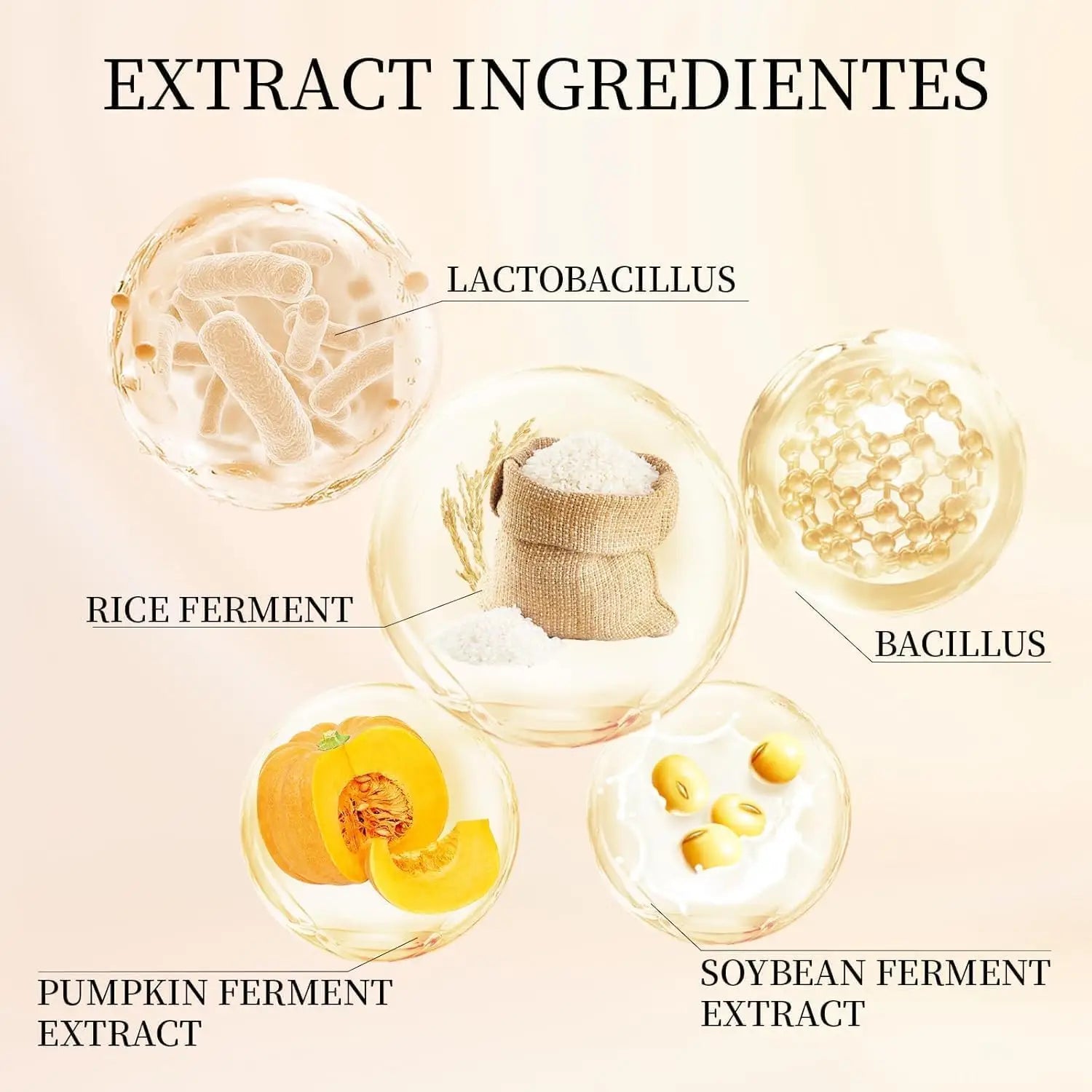 Extract ingredients for Beauty of Joseon Relief Sun : Rice + Probiotics 50ml (2pcs) highlighting lactobacillus, rice ferment, bacillus, pumpkin ferment extract, and soybean ferment extract.