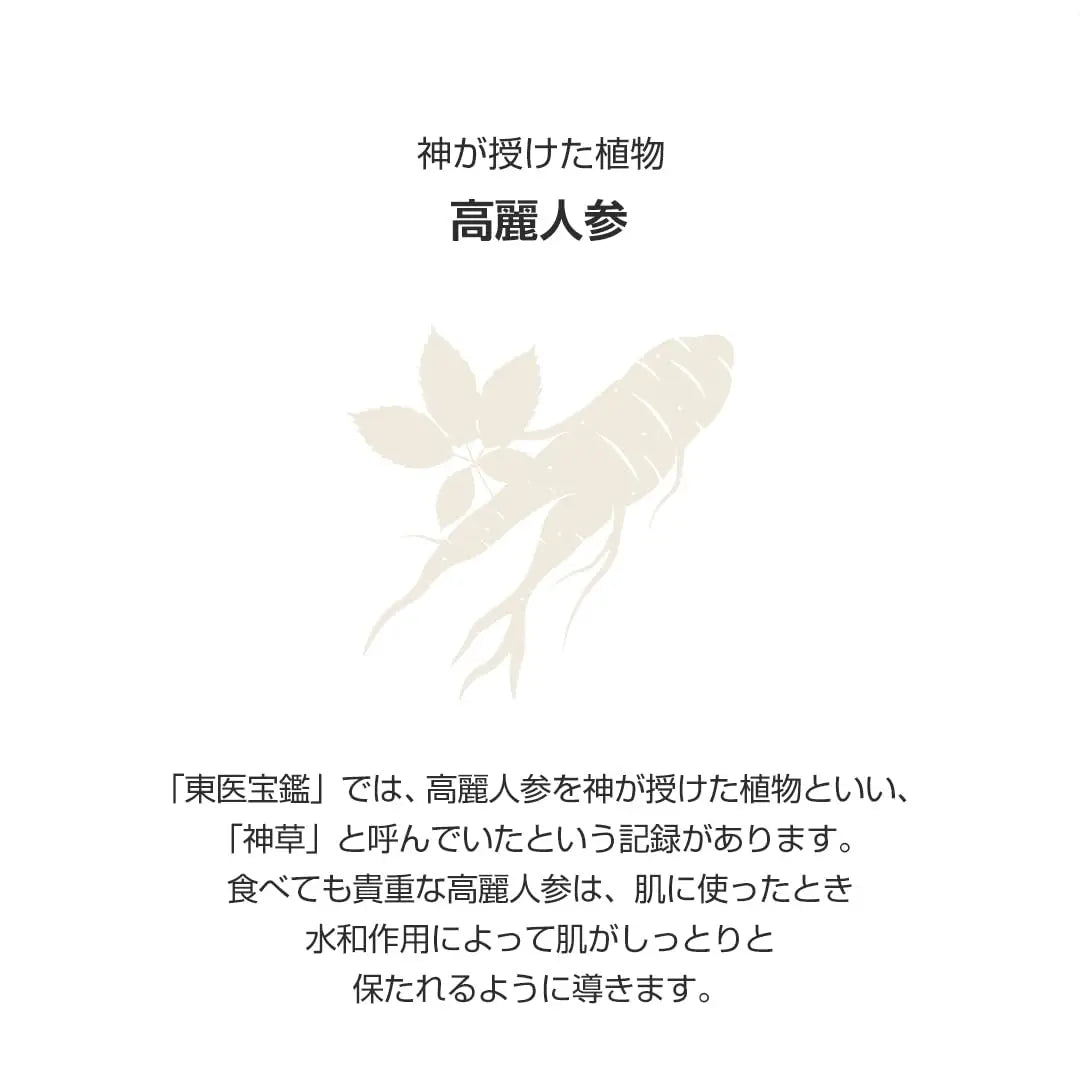 Illustration of ginseng root with Japanese text describing the nourishing and hydrating benefits of ginseng for skin, related to Beauty of Joseon Revive Snail Mucin Ginseng Serum 30ml.