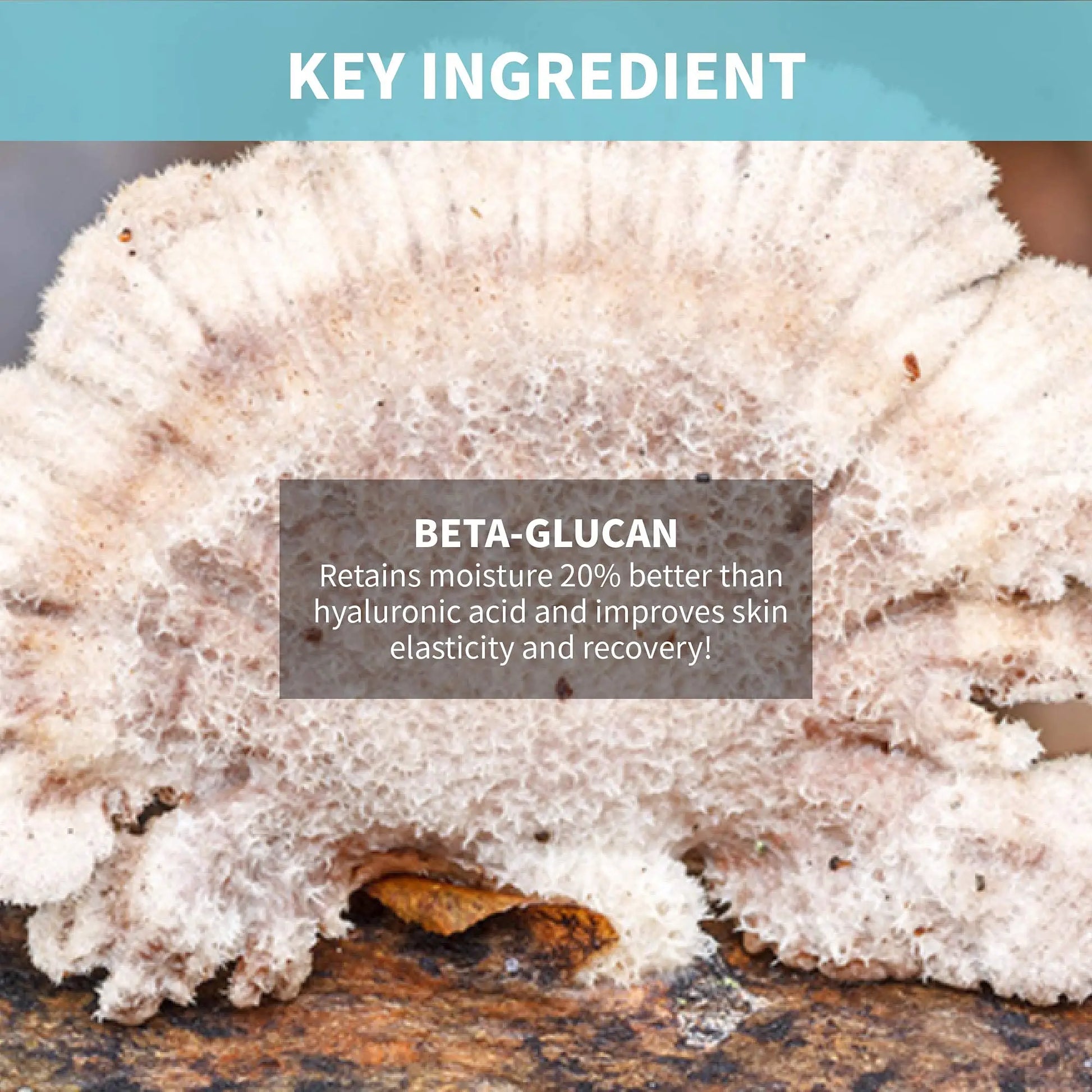 Close-up of natural mushroom texture highlighting beta-glucan ingredient, which retains moisture 20% better than hyaluronic acid and improves skin elasticity and recovery, for iUNIK Beta Glucan Daily Moisture Cream 60ml + iUNIK Propolis Vitamin Sleeping Mask Cream, 60ml.