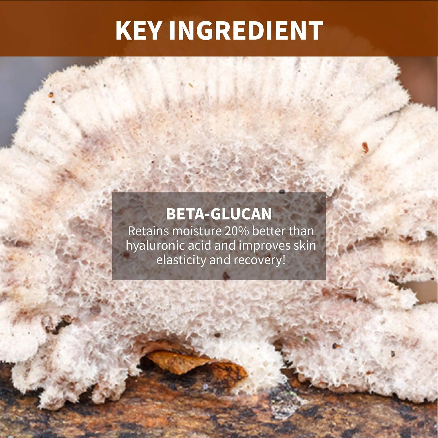 Close-up of a natural mushroom texture highlighting beta-glucan, a key ingredient that retains moisture 20% better than hyaluronic acid and improves skin elasticity and recovery, for iUNIK Beta Glucan Power Moisture Serum 50ml + iUNIK Noni Light Oil Serum 50ml.