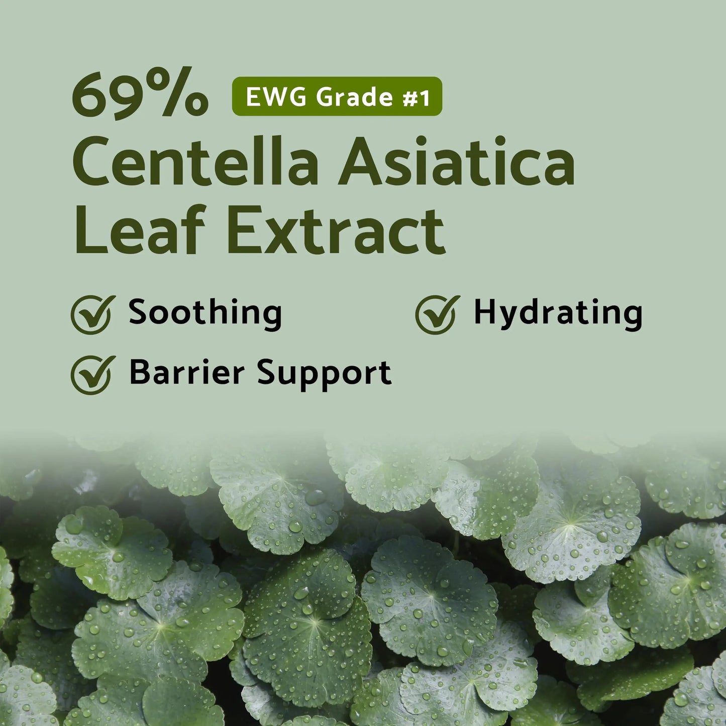 Natural green Centella Asiatica leaves with water droplets background, highlighting 69% Centella Asiatica Leaf Extract content with soothing, hydrating, and barrier support benefits in iUNIK Centella Calming Daily Sunscreen 60ml + iUNIK Centella Bubble Cleansing Foam, 150ml.