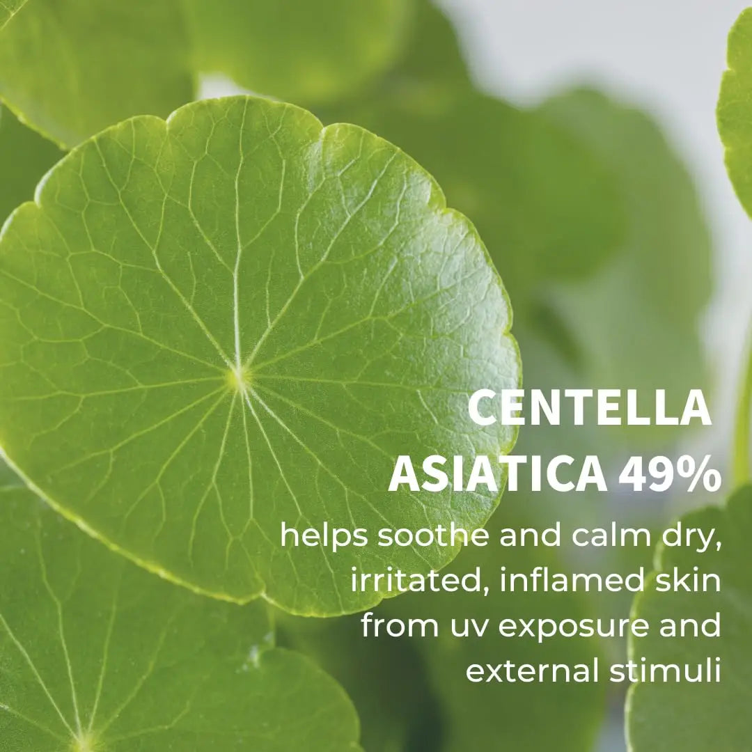 Close-up of fresh green centella asiatica leaves highlighting their natural texture and veins, promoting the soothing benefits of iUNIK Centella Calming Daily Sunscreen 60ml, Pack of 2 with 49% centella asiatica content.