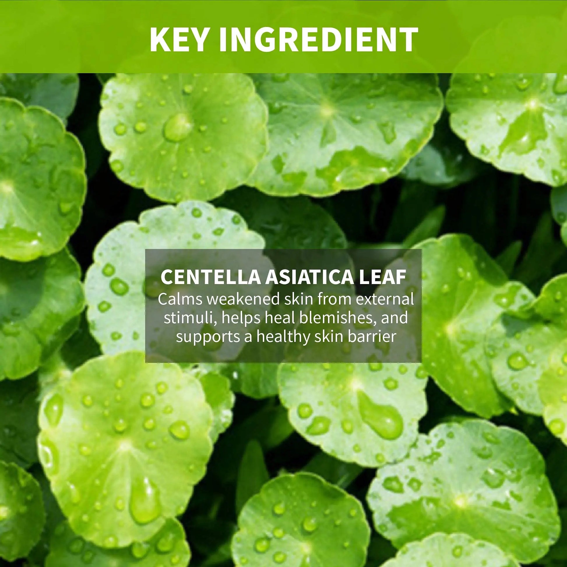 Close-up of fresh green Centella Asiatica leaves with water droplets, highlighting the key ingredient for iUNIK Centella Calming Gel Cream 60ml + iUNIK Centella Bubble Cleansing Foam, 150ml, known for calming and healing skin.