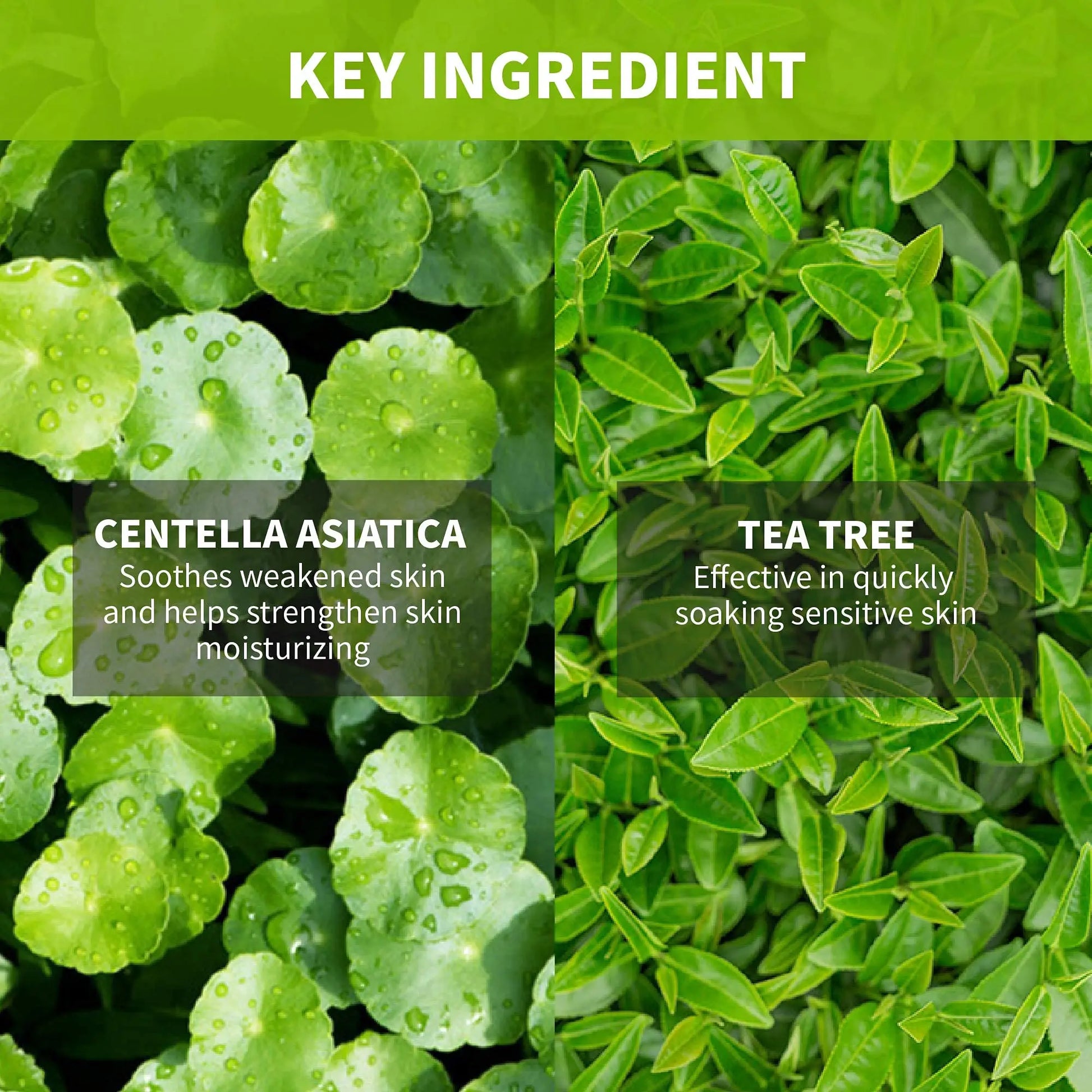 Close-up view of Centella Asiatica leaves with water droplets and tea tree leaves highlighting key ingredients for skin soothing and moisturizing in iUNIK Tea tree Relief Serum 50ml + iUNIK Centella Calming Gel Cream 60ml + iUNIK Black Snail Restore Serum 50ml.