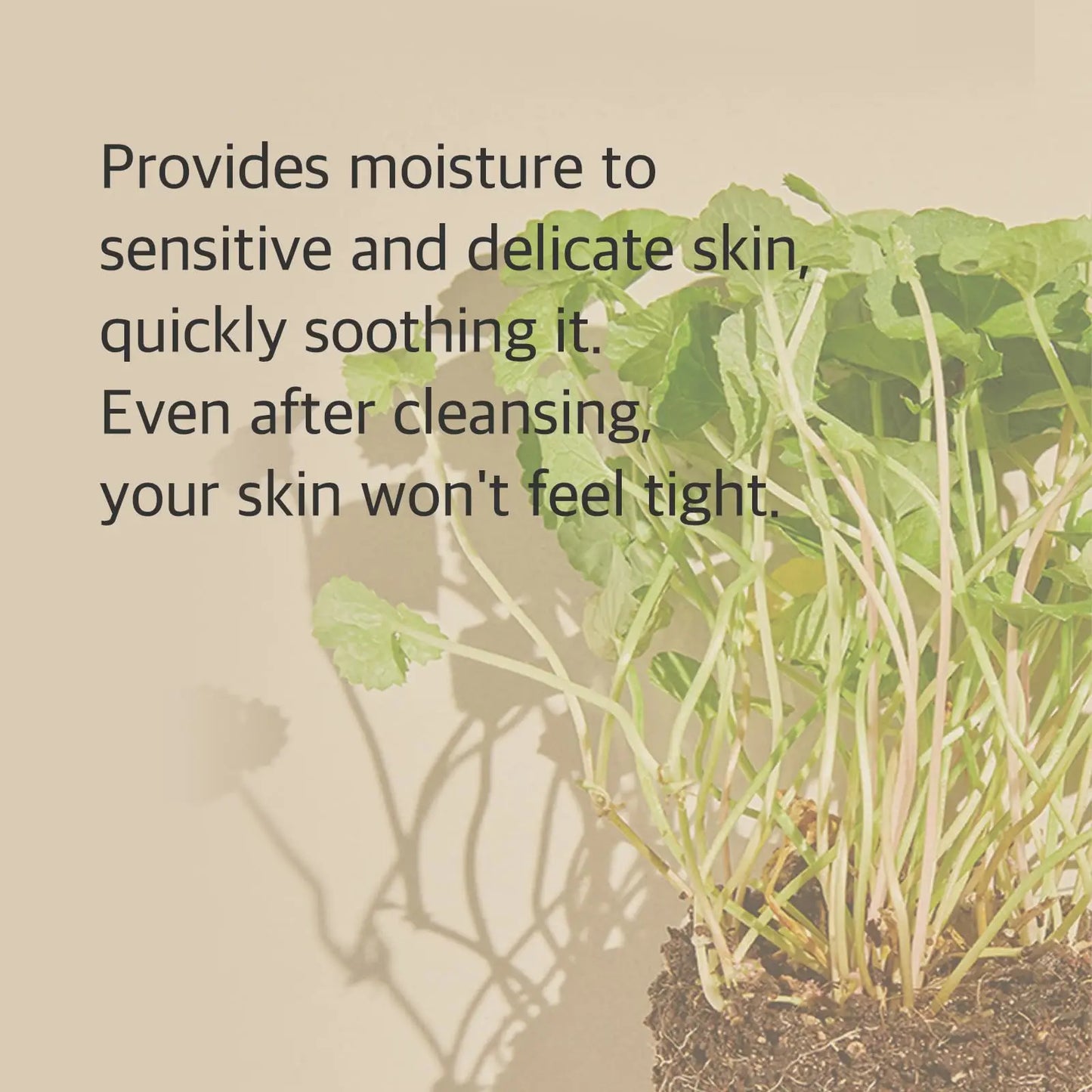 Text overlay describing Mixsoon Centella Cleansing Foam 150ml benefits, highlighting moisture for sensitive and delicate skin and soothing effects without tightness after cleansing, alongside green centella plant with soil on a light background.