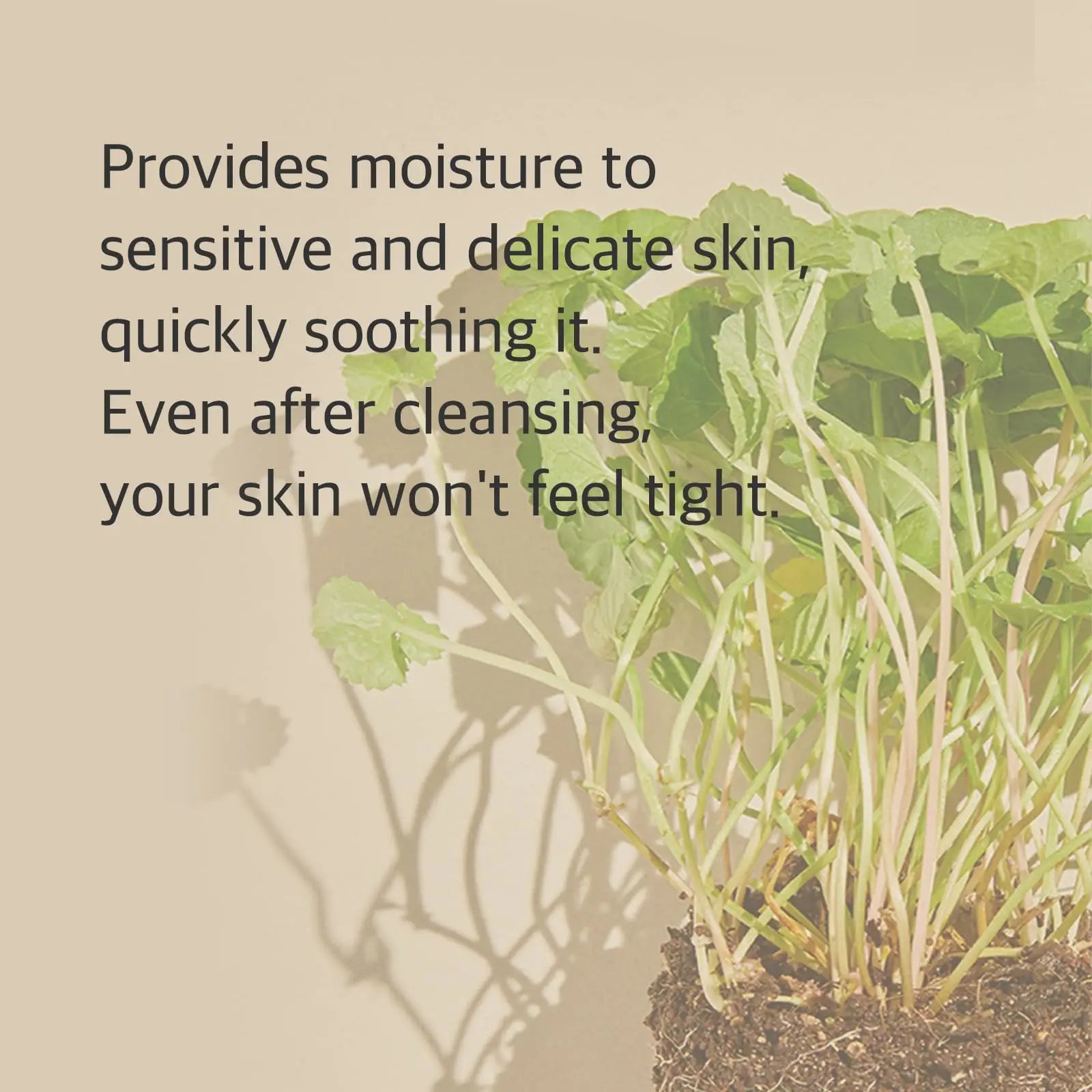 Text overlay describing Mixsoon Centella Cleansing Foam 150ml benefits, highlighting moisture for sensitive and delicate skin and soothing effects without tightness after cleansing, alongside green centella plant with soil on a light background.