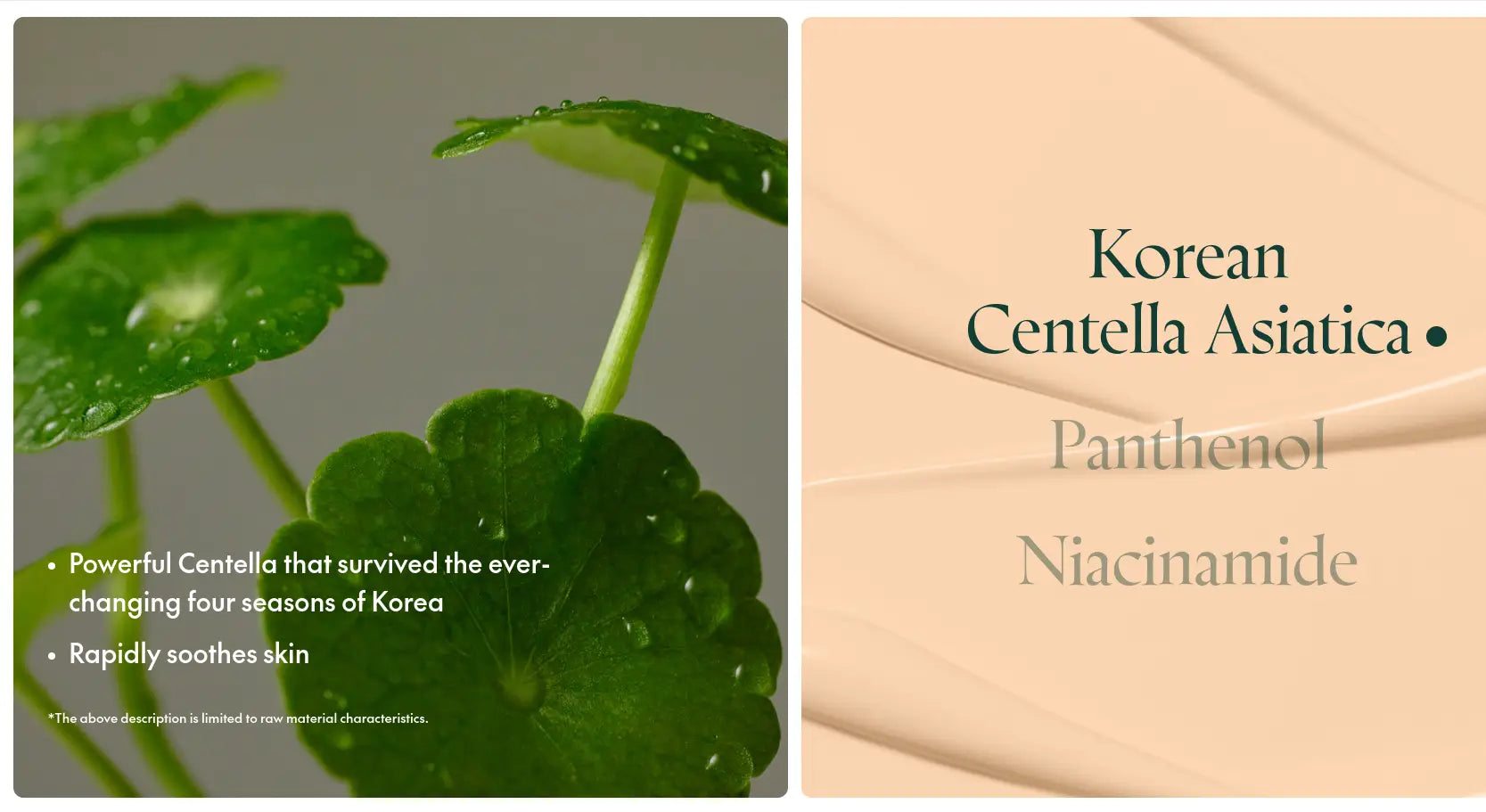 Close-up image of fresh green Centella Asiatica leaves with water droplets alongside a smooth beige cream texture highlighting Korean Centella Asiatica, Panthenol, and Niacinamide ingredients in PURITO Wonder Releaf Centella BB Cream 30ml.
