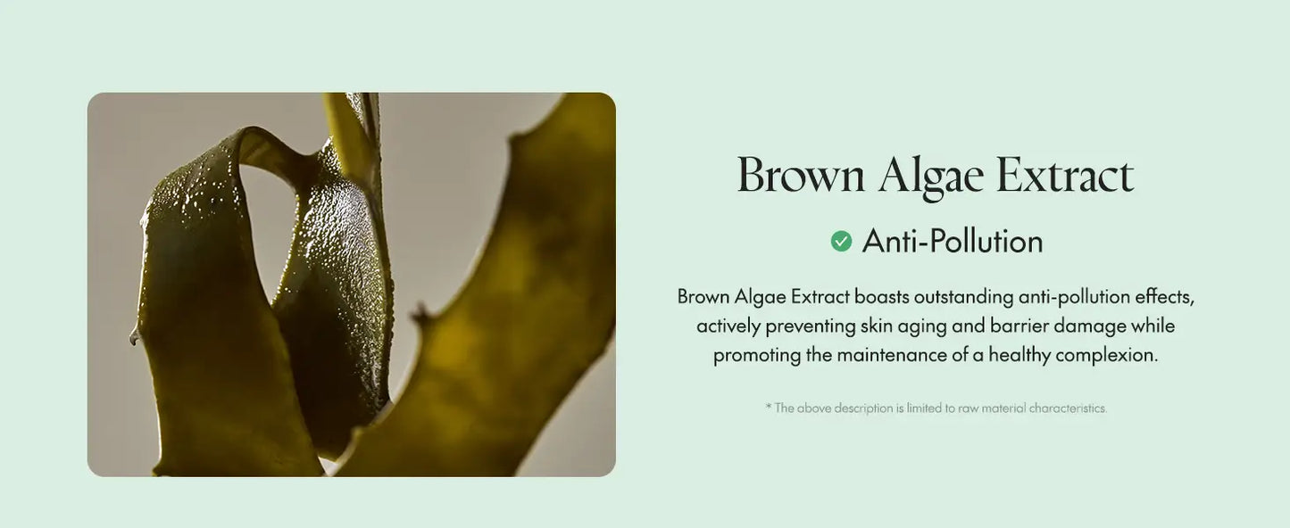 Close-up of brown algae with water droplets, highlighting its anti-pollution benefits relevant to PURITO Wonder Releaf Centella Daily Sun Lotion for skin protection and healthy complexion maintenance.